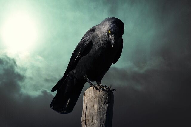 Meaning of crows and ravens.