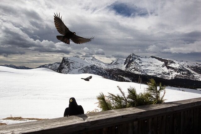 The significance of the three crows in different cultures.