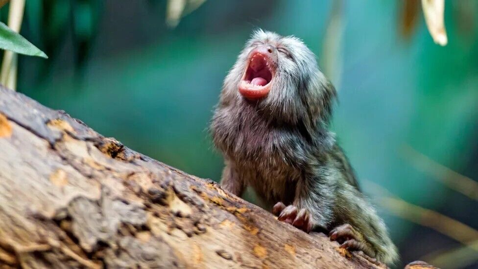 Vocal communication in marmosets