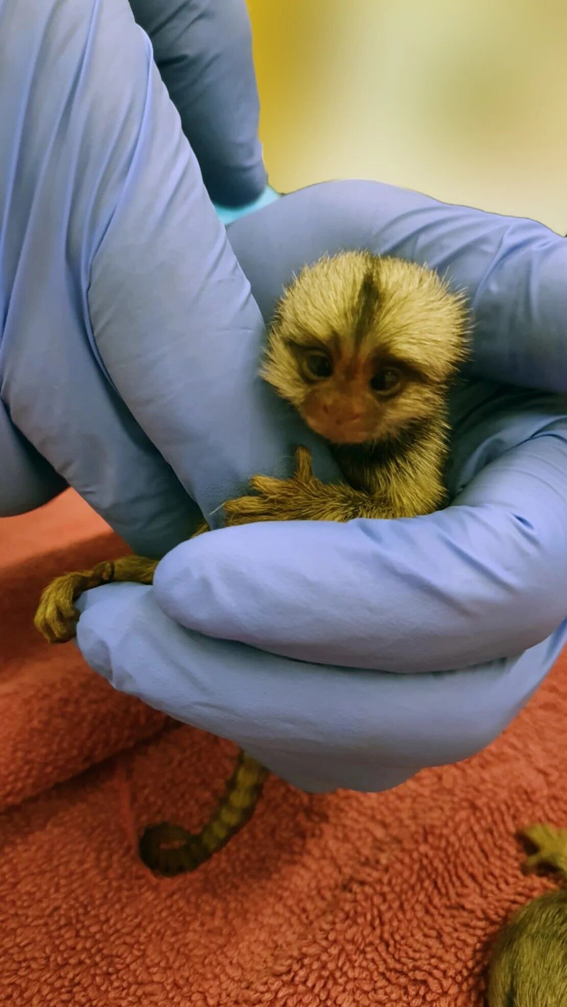 A baby marmoset involved in the study carried out by a team from the Hebrew University