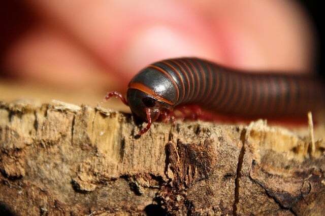 Centipedes in different cultures.