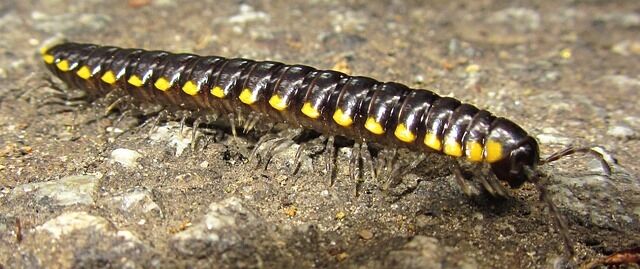 Encounter with centipedes - spiritual meanings.