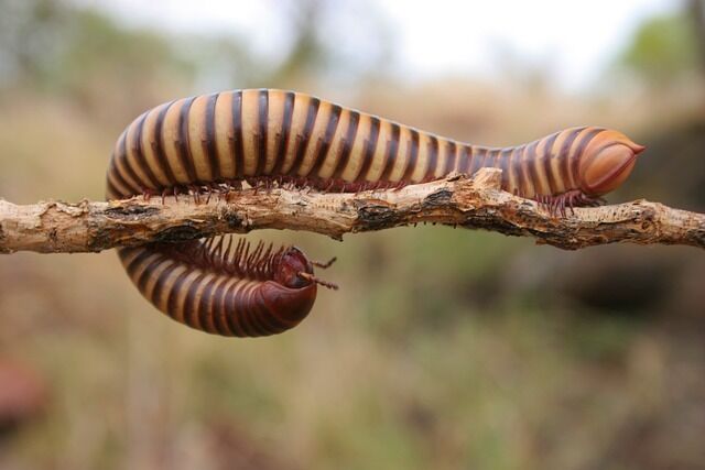 Centipede - symbolism.