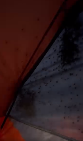 Camper Shocked as He Finds Hundreds of Harvestmen in Sleeping Bag