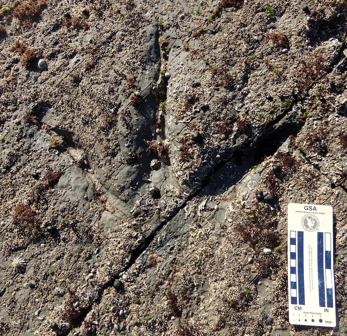 Footprints Reveal that Big Theropod Dinosaurs Lived Near the Antarctic Circle