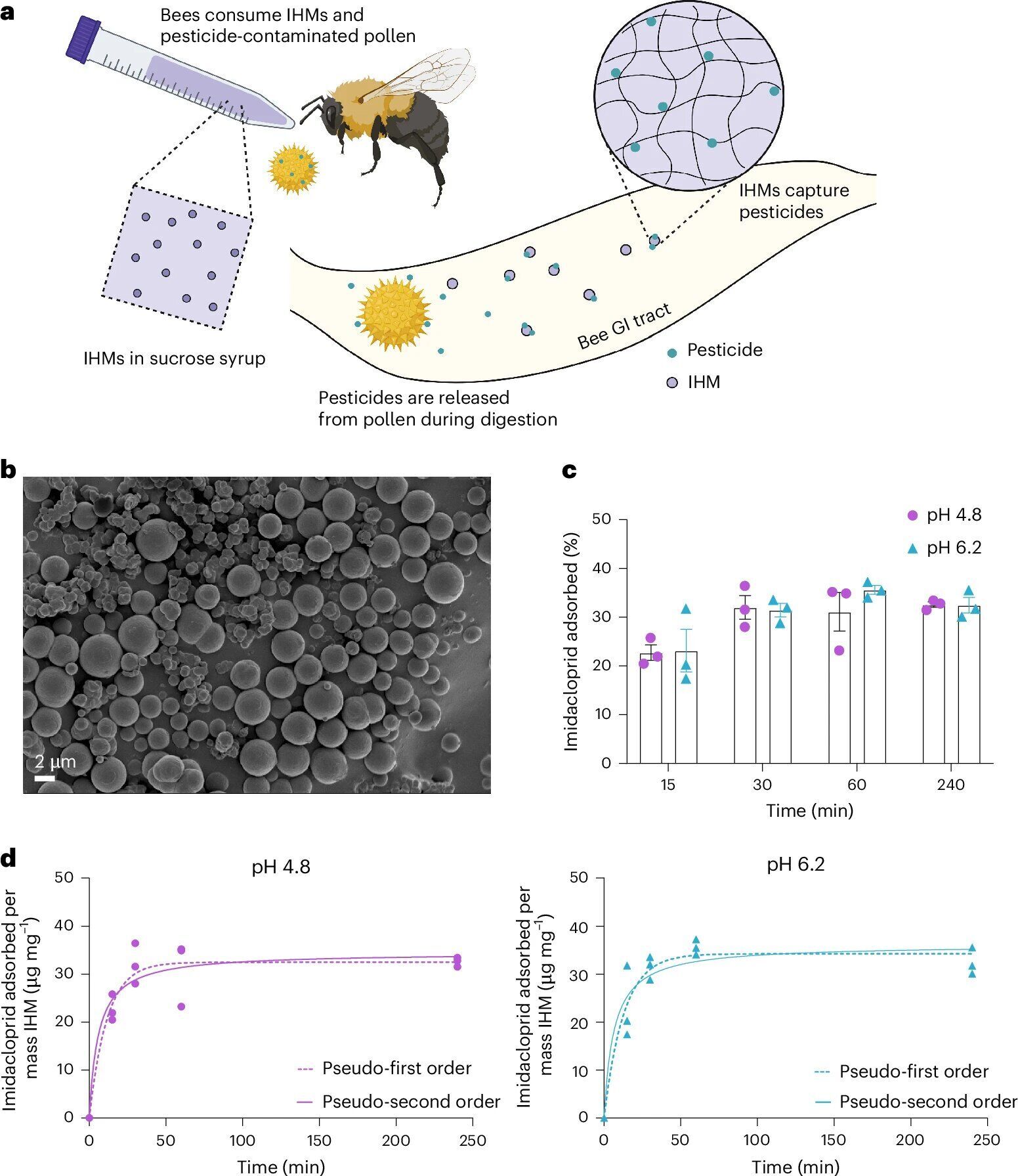 Bee Antidote to Pesticides Shows Promise