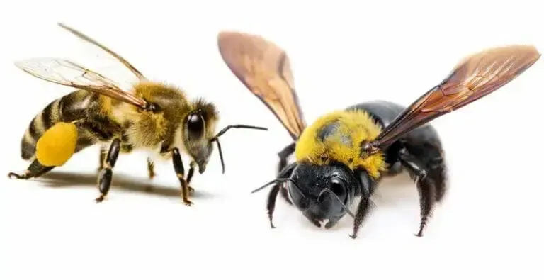 Bee Antidote to Pesticides Shows Promise