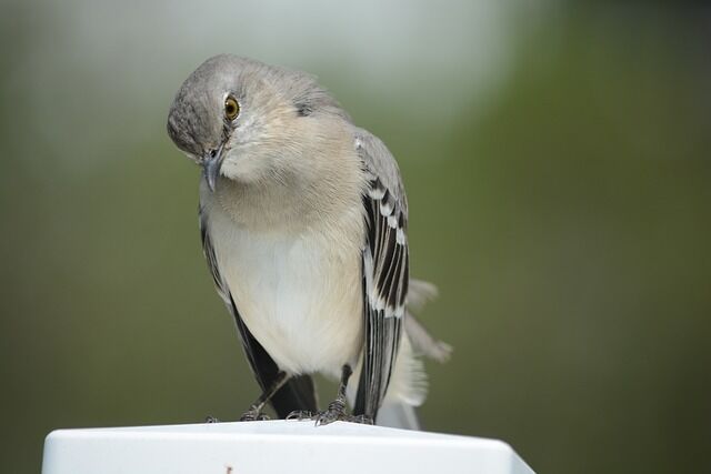 Mockingbird in Native American culture