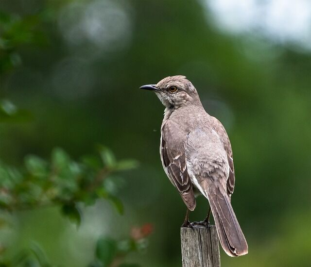 Meaning of a dream about mockingbirds