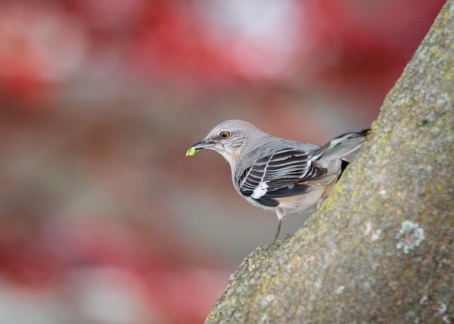 Mockingbird symbolism