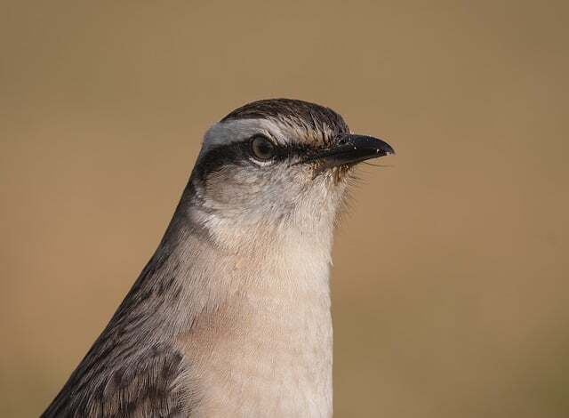 Spirit animal mockingbird