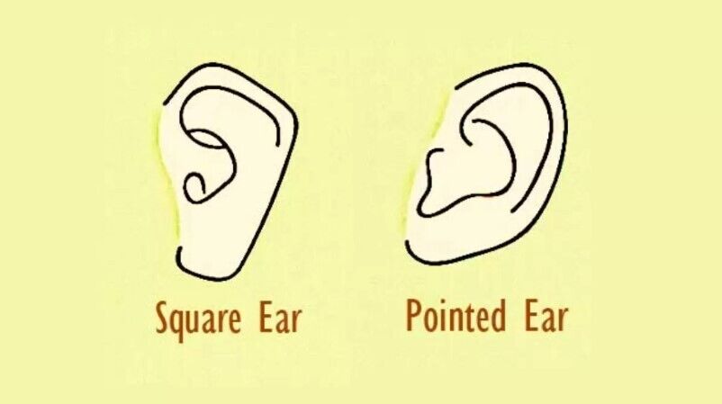 Your Ear Shape Reveals Hidden Personality Traits