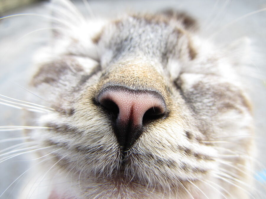 The Secret Behind Your Cat's Sense Of Smell