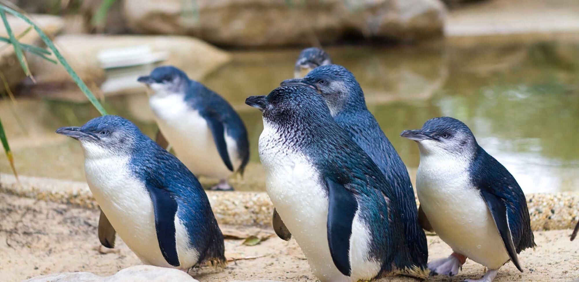  A Shy Penguin Wins New Zealand’s Bird Election Amid Memes and Tattoos