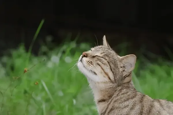 The Secret Behind Your Cat's Sense Of Smell