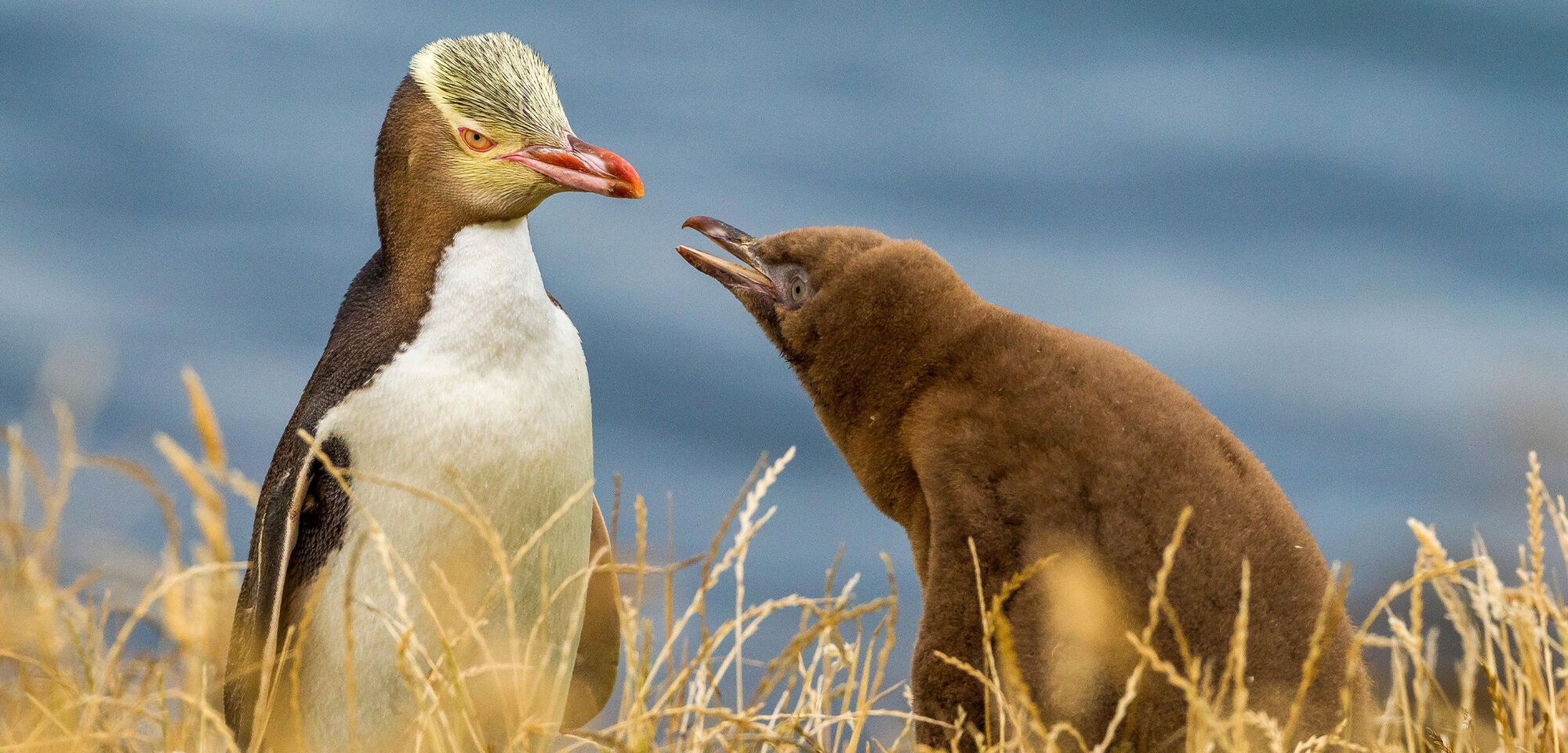  A Shy Penguin Wins New Zealand’s Bird Election Amid Memes and Tattoos