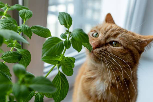 The Secret Behind Your Cat's Sense Of Smell