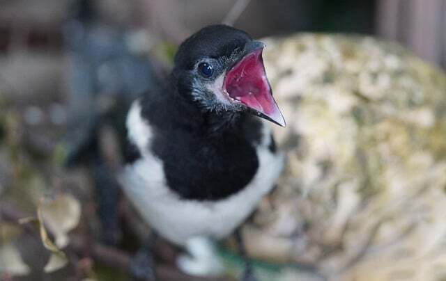 Magpie - symbolism.