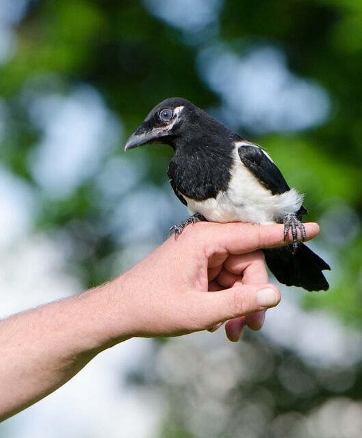 Meaning of the totem animal magpie.