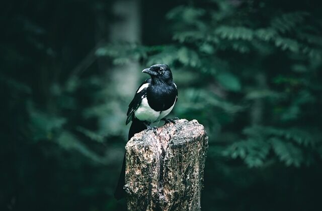 What does it mean to come across a magpie.