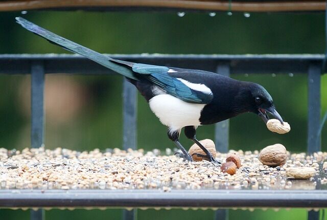 What does magpie mean in a dream?