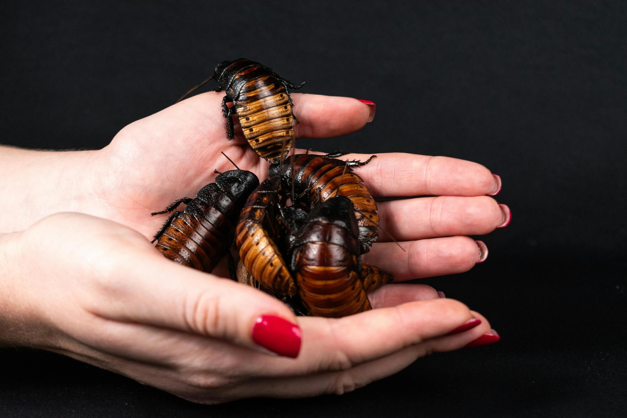 Spiritual animal cockroach - meaning