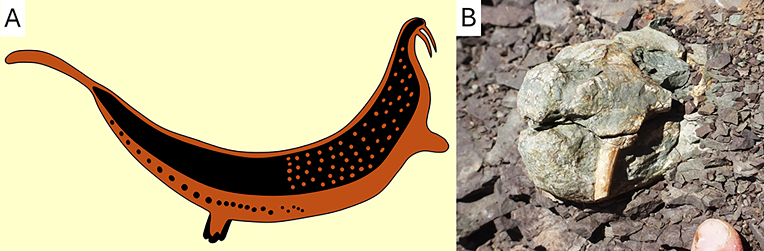 A rendering of the rock art animal (left) and a tusked dicynodont skull (righ)