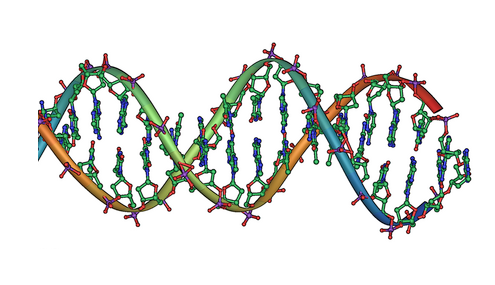 DNA double helix