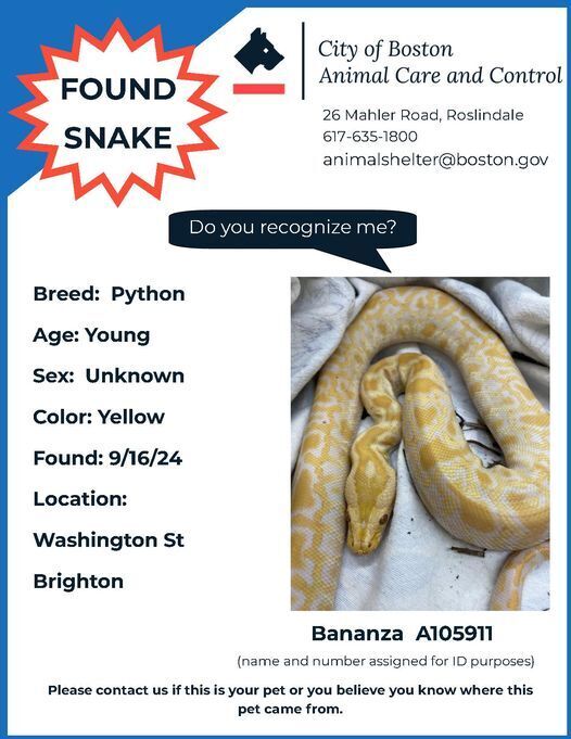 Animal Control Seeks Owner of Yellow Python Found in Brighton