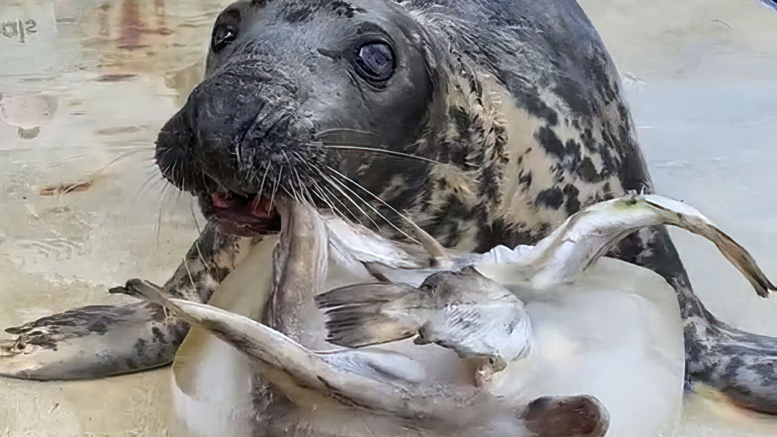 Stubborn Seal Celebrates 50th Birthday, Marking a Milestone