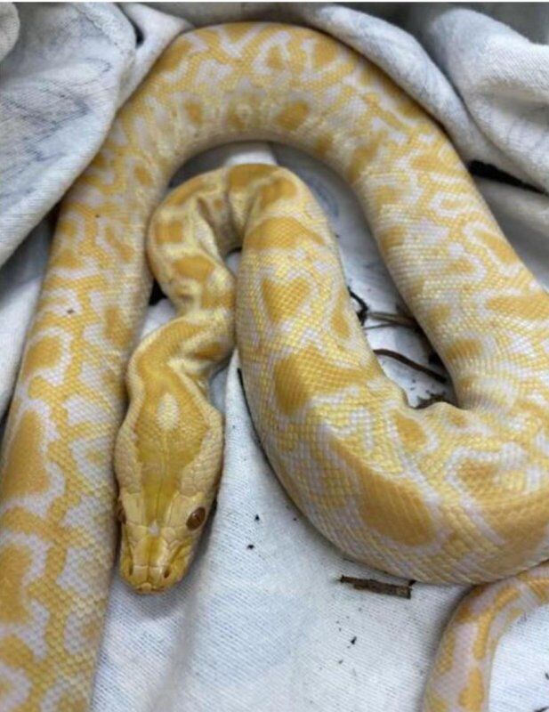 Animal Control Seeks Owner of Yellow Python Found in Brighton