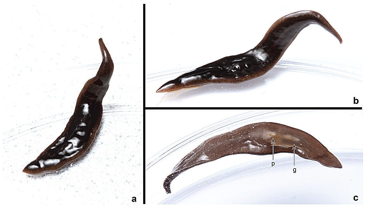 New Species of Flatworm Found in the United States