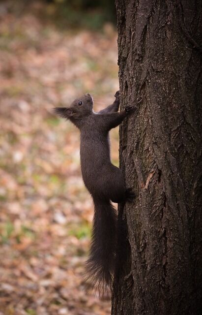 Seeing a black squirrel has spiritual meaning