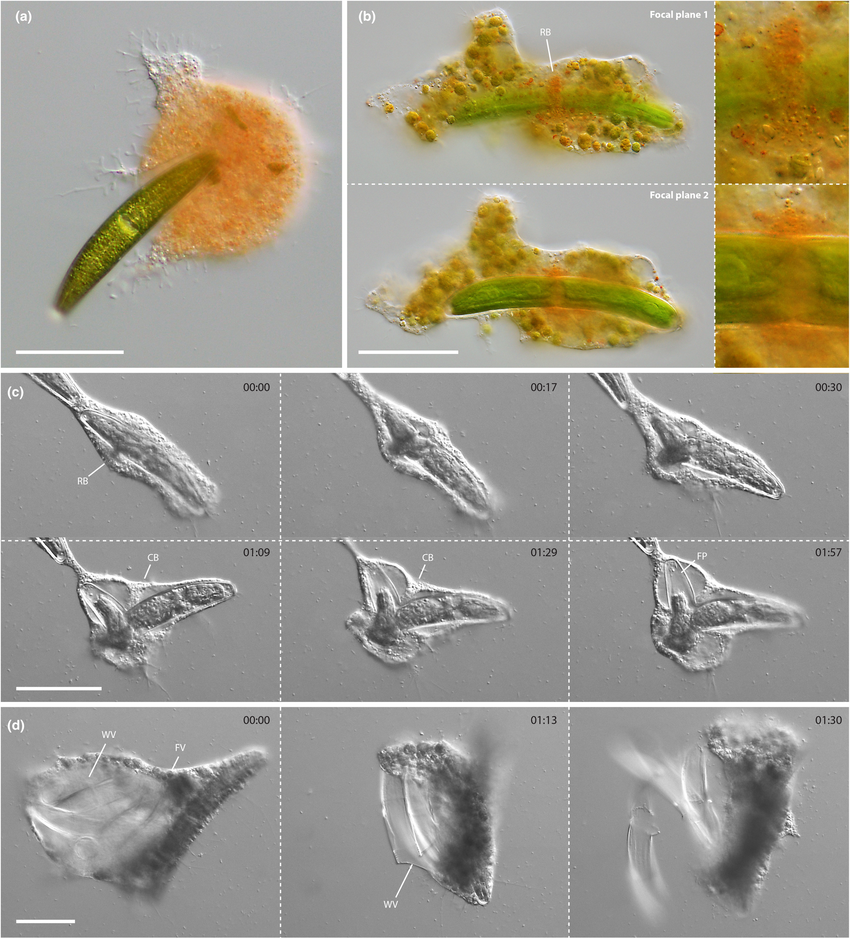 Unique Feeding Behavior of a New Amoeba