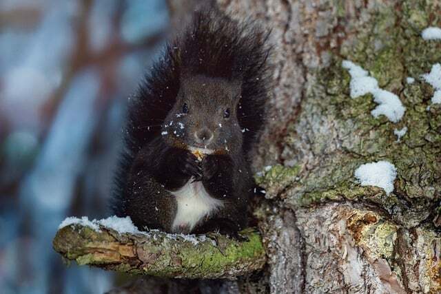 The black squirrel as a spirit animal