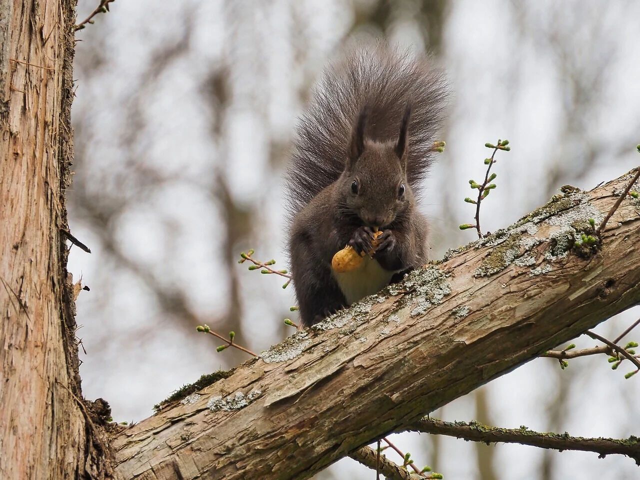 What does the black squirrel symbolize?