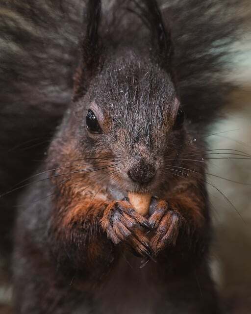 Black squirrel - meaning