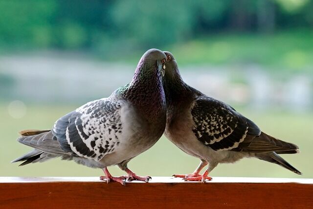 The significance of the color of doves