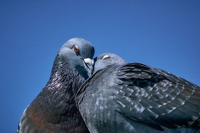 A dream of two bluebirds - meaning