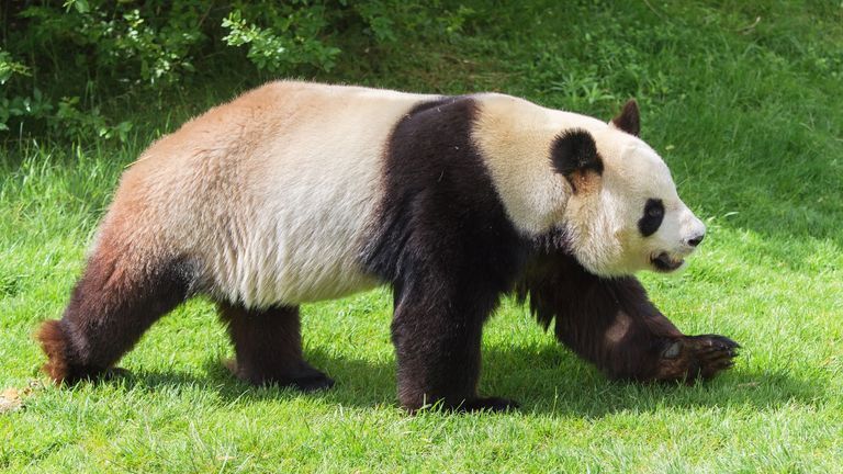 Scientists Transform Giant Panda Skin Cells into Stem Cells