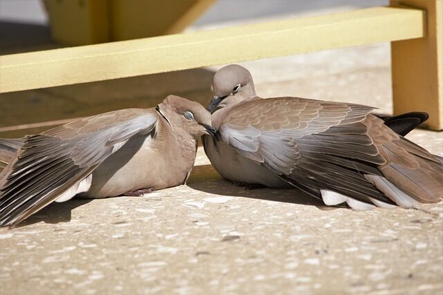 A pair of doves - the spiritual meaning of the meeting