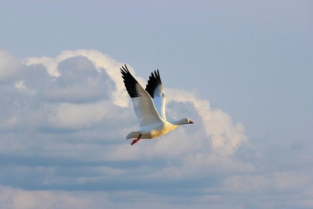 A bird flying in front of you - spiritual meanings of the vision