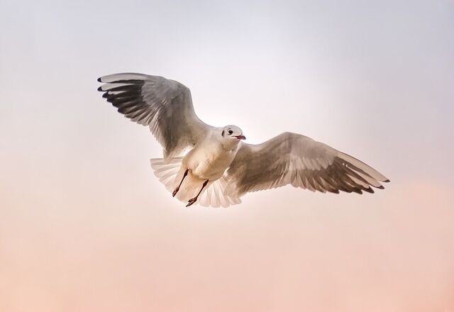 The bird flying in front of you is symbolism