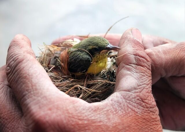 Seeing a bird's nest near your home – spiritual meaning