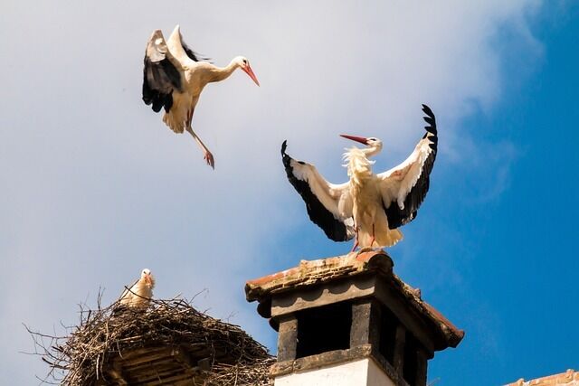 Found a bird's nest near your house – what to do?