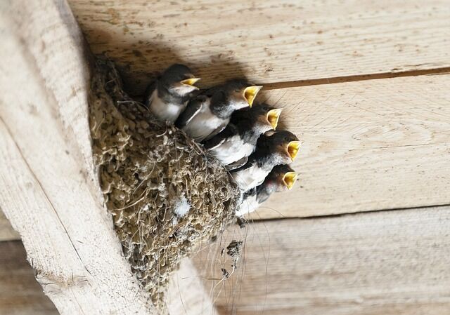 What do birds' nests symbolize?