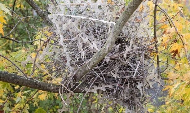 Crows and Magpies Utilize Anti-Bird Spikes for Nest Building