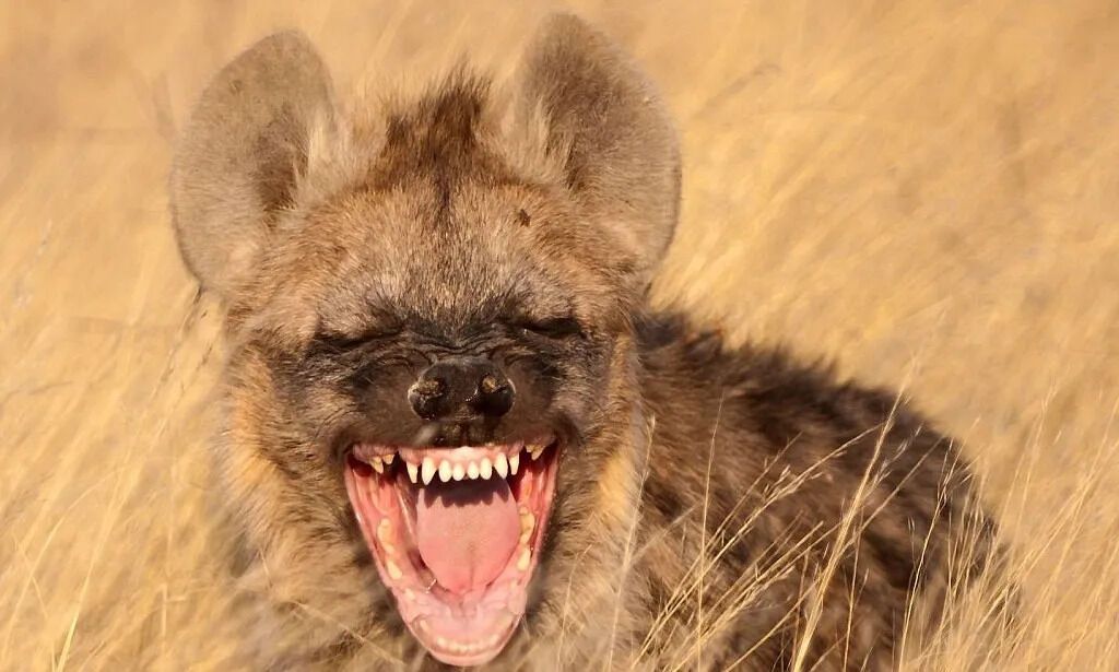 Do Animals Laugh?