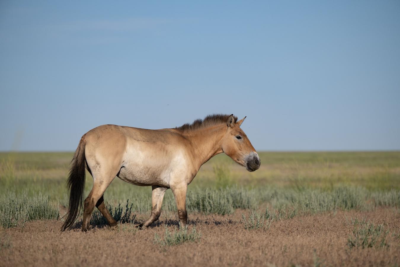 Horse Domestication: A New Perspective