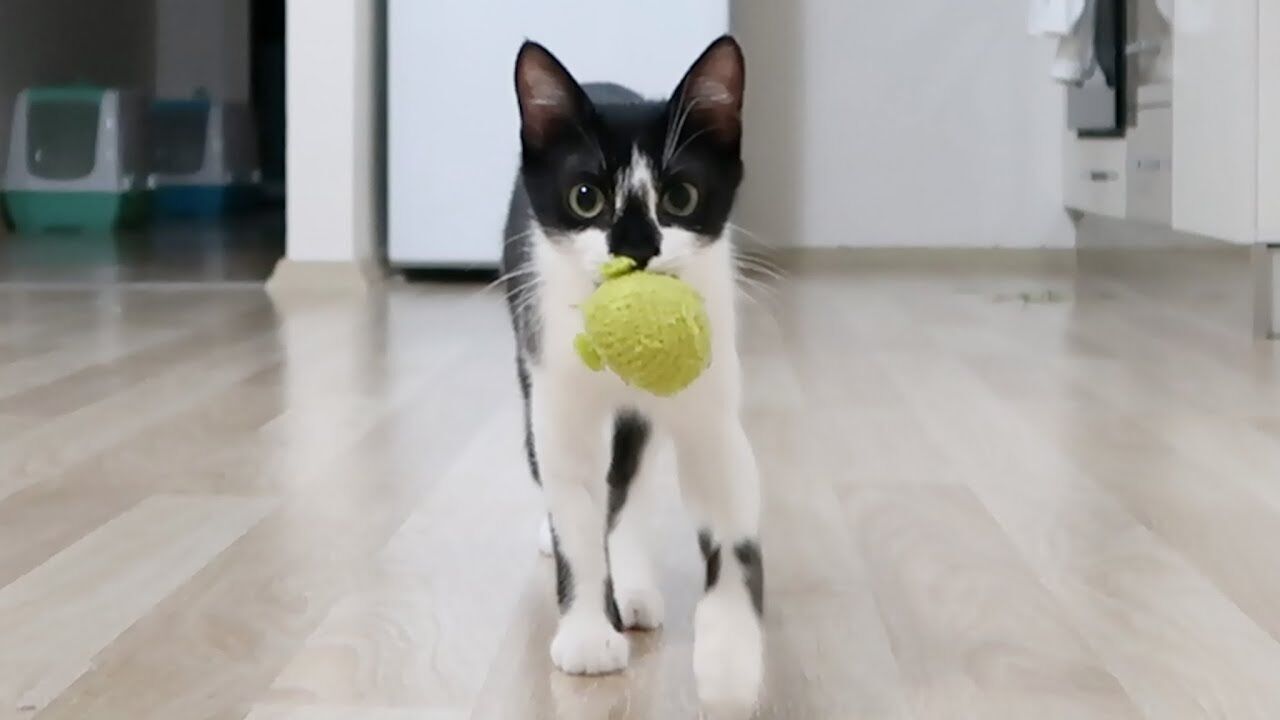 Over 40% of Pet Cats Play Fetch — Researchers Unsure Why